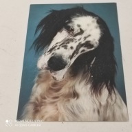 POCZTOWKA PIES SETER