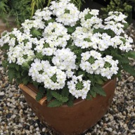Werbena Verbena H. Lanai Compact White