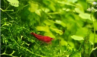 Krewetki Neocaridina Sakura Red 10 szt. "ciepła paczka" od fibell