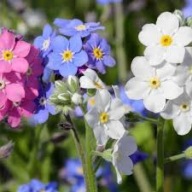 Niezapominajka alpejska Różowa/ Niebieska MIX - sadzonka z gołym korzeniem
