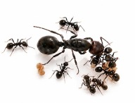 Mrówki Messor barbarus Kolonia Q +5-10 robotnic +potomstwo+mieszanka ziaren
