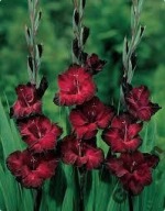 Mieczyki bordowe - cebulki do wysiewu 40szt