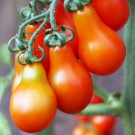 Radana Sadzonka Pomidorów