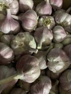 Czosnek harnaś 10 sztuk duży