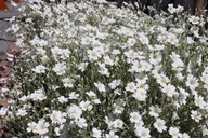 Rogownica dywan białych kwiatów srebrzyste liście kwitnie obficie na biało