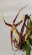 storczyk oncidium cambria brassia 19