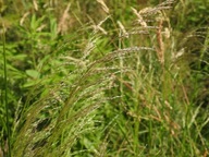 śmiałek darniowy, piękna trawa, DONICZKA XXL