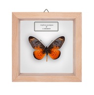 Motyl w gablotce Stephenia pseudegina