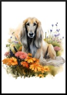 A2 PLAKAT PIES W KWIATACH RASA AFGHANHOUND, CHART AFGAŃSKI