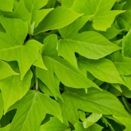 Wilec ipomea batatas Papas Light Green