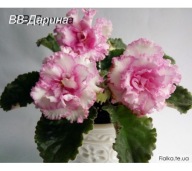 Fiołek afrykański# ВВ-Даринка # sadzonka