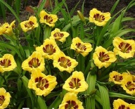 LILIOWIEC JASON SALTER żółte miniaturowe kwiaty z ciemnym gardłem SADZONKI