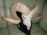 Rogi na desce olbrzymie.