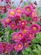 CHRYZANTEMA ZIMUJĄCA KŁĄCZOWA ### FIOLETOWY CUD #### krokus szafirek