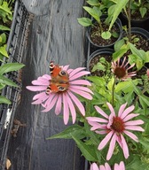 jeżówka purpurowa sadzonka w doniczce