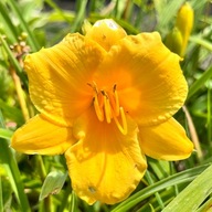 Liliowiec Żółty 'Stella d’Oro' Stella de Oro W DONICZCE 2L (Hemerocallis)