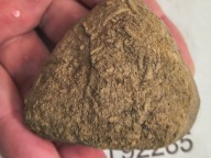 Skamieliny koralowce minerały