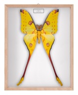 Motyl w gablotce Argema mitrei 2