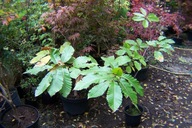 Kasztan parasolowy okrywowy szerokości szczepiony jadalny karłowy inny