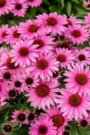 Jeżówka purpurowa SUNMAGIC "VINTAGE PINK" Echinacea sadzonka