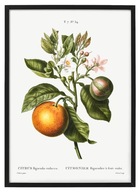 GORZKA POMARAŃCZA, piękna stara grafika do kuchni i inne owoce i warzywa