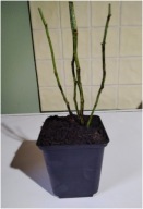 RÓŻA LAXA SADZONKA W POJEMNIKU 20 cm NA ZYWOPŁOTY DOBRA ZAGRODA OD SĄSIADA