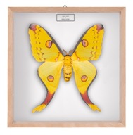 Motyl w gablotce Argema mitrei - samica 4