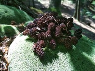 Szyszki olchy czarnej 100szt Bieszczady