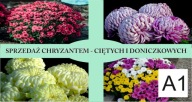 BANER PLANDEKA SPRZEDAŻ CHRYZANTEM CHRYZANTEMY 120X80 M9