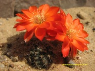 Kaktus ,Rebutia, Mediolobivia steinmannii JO 575