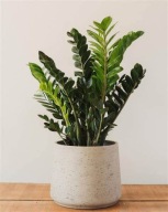 Zamioculcas zamiifolia zamiokulkas SADZONKA 40 cm