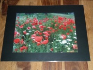 LUCYNA KUŚNIERCZYK - "Czerwone maki" (1/5) - kwiaty- FOTOGRAFIA ARTYSTYCZNA