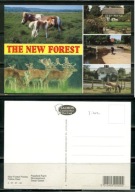 K24729)Karta Zwierzecia: Kon Nowy Lesny