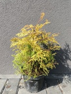 Tuja Rheingold 30 -40cm WYPRZEDAŻ Duża sadzonka w doniczce 2l
