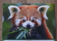 Kalendarz ścienny trójdzielny PANDA RUDA z imionami