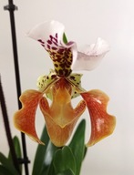 storczyk paphiopedilum sabotek 3