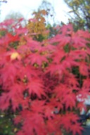 Klon palmowy czerwony zielony barwny szczepiony wąsko kolumnowy 11 lat inny