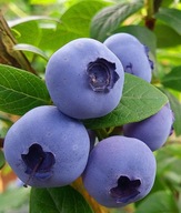 Borówka amerykańska ,,BONUS'' MOC WITAMIN DUŻY SŁODKI OWOC Polecamy Szkółka