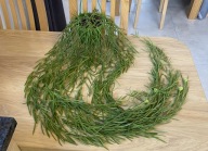 Hoya linearis najdłuższy pęd ok.140 cm, ze zdjęcia, DŁUGA, KWITNAĆA