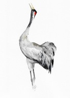 żuraw, ptaki Polski, akwarela, oryginał, format A4