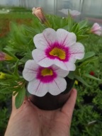 Million Bells-White Rose Eye