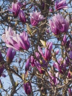 Magnolia 'Betty' C3 40cm