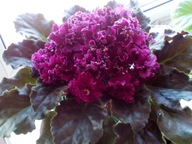 FIOŁEK AFRYKAŃSKI ### LF FEJA OGNIA ### 1LIŚĆ