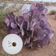 Opuntia santarita – opuncja fioletowa | 5 NASION + instrukcja wysiewu