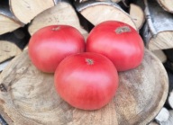 Pomidor Zaria Rozovaia stara odmiana kolekcjonerskie nasiona pomidorów