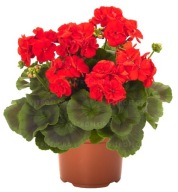 Pelargonia zonale Survivor Idols Bright Red
