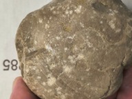 Skamieliny minerały koralowce