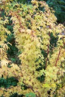 Klon sangokaku palmowy 20 letni czerwono pedowy duży 220cm inny