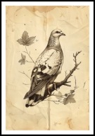A2 PLAKAT RYSUNEK SZKIC VINTAGE RETRO GOŁĄB GOŁĘBICA
