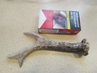 Poroże parostek sarny kozła koziołka Świeże z zimy Dla psa lub na ozdoby